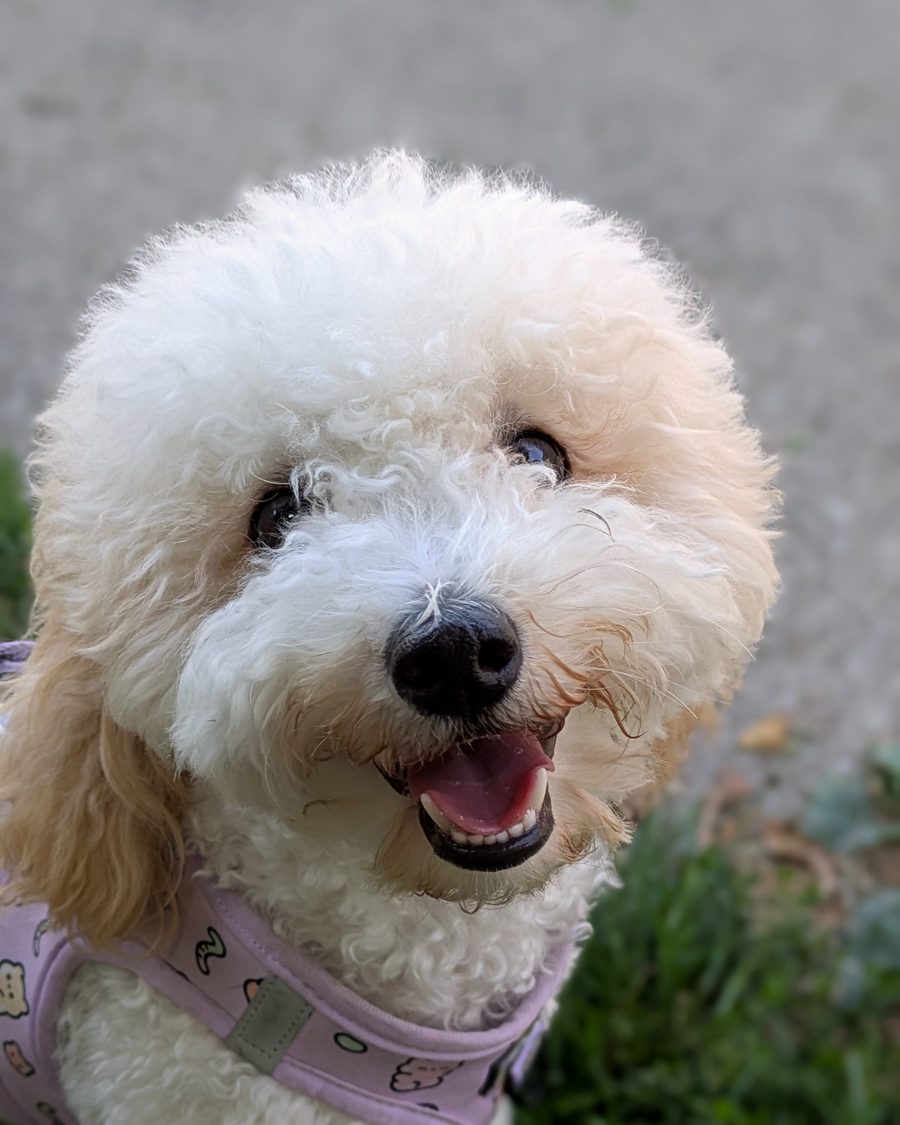 Mochi, a cream-coloured poodle and bichon frise cross in a lilac harness, looking up at the camera with her mouth open.